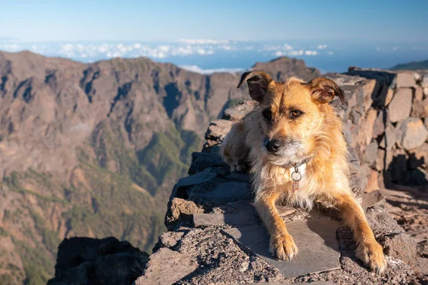 Cucciolo di cane che riposa all'aperto in un paesaggio soleggiato — Foto Stock