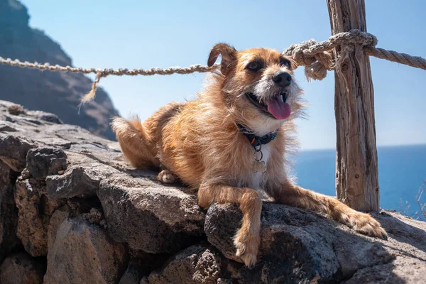 Cucciolo di cane che riposa all'aperto in un paesaggio soleggiato — Foto Stock