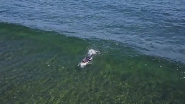 Uitzicht van boven op de Surfers in de Oceaan — Stockvideo
