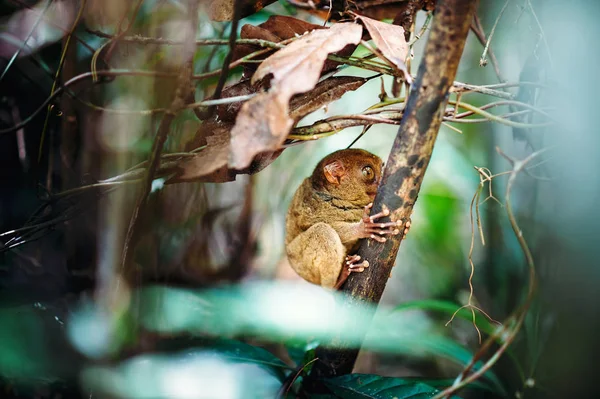 Small tarsier on the branch, Philippines — Stock Photo, Image