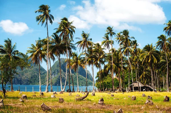 Palm grove on the sea shore. Tropical country — Stock Photo, Image