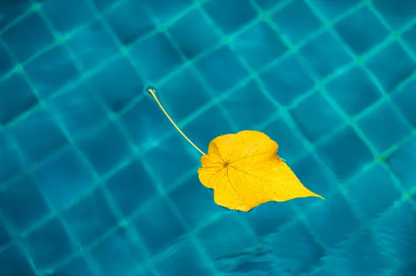 Yellow leaf in the pool, blue background. minimalism. Autumn colors concept Stock Image