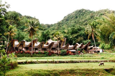 Geleneksel Tana Toraja Köyü ve tongkonan evler ve Binalar. Kete Kesu, Rantepao, Sulawesi, Endonezya