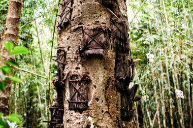 Kambira bebek mezarları ağaç. Geleneksel torajan gömü yer, mezarlık Rantepao, Tana Toraja, Sulawesi, Endonezya.
