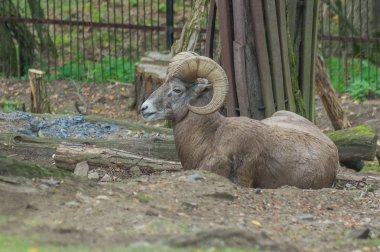 Prag hayvanat bahçesinde ram