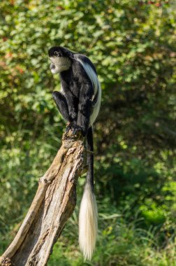 colobus Prag hayvanat bahçesinde
