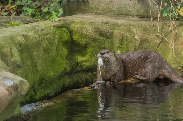 su samuru Prag hayvanat bahçesinde