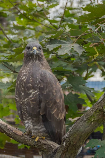 Şahin Prag hayvanat bahçesinde