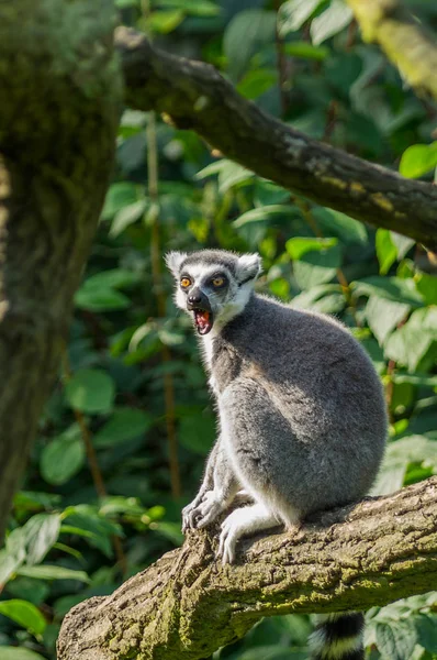 kedinin lemur Prag hayvanat bahçesinde