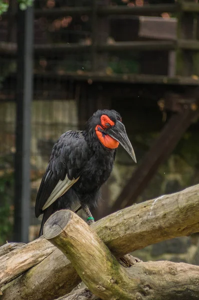 Καφρός Κέρατα Raven Ρινόκερος Πουλιά — Φωτογραφία Αρχείου