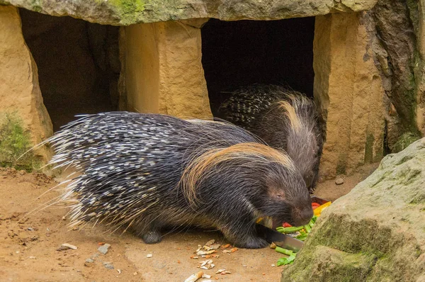 Prag hayvanat bahçesinde tepeli kirpi