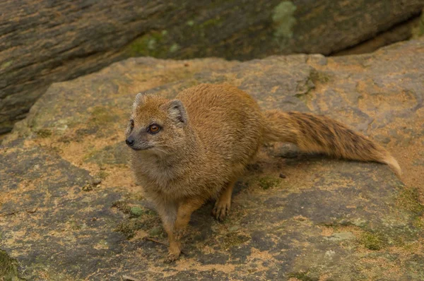Prag Hayvanat Bahçesi'nde gelincik