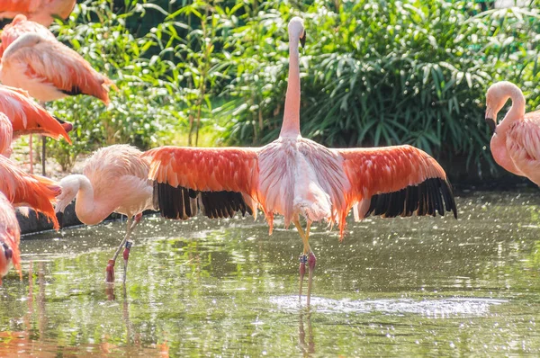 Flamingo Prag hayvanat bahçesinde