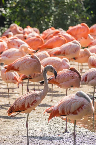 Flamingo Prag hayvanat bahçesinde