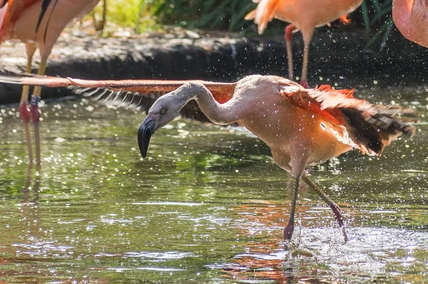 Flamingo Prag hayvanat bahçesinde