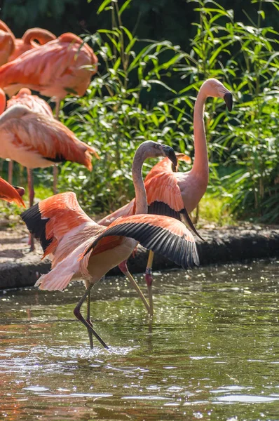 Flamingo Prag hayvanat bahçesinde