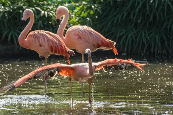 Flamingo Prag hayvanat bahçesinde