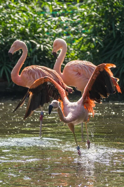 Flamingo Prag hayvanat bahçesinde