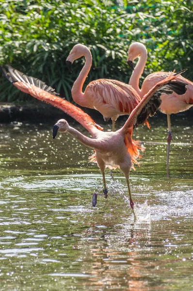 Flamingo Prag hayvanat bahçesinde