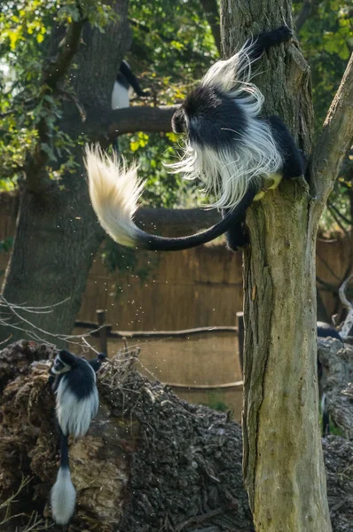 colobus Prag hayvanat bahçesinde