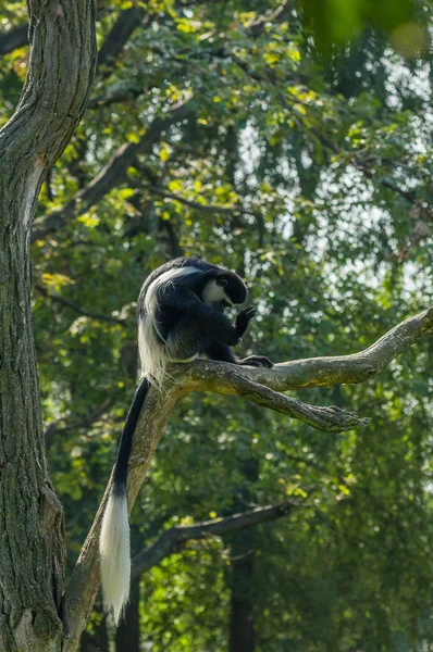 colobus Prag hayvanat bahçesinde