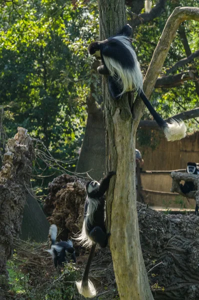 colobus Prag hayvanat bahçesinde
