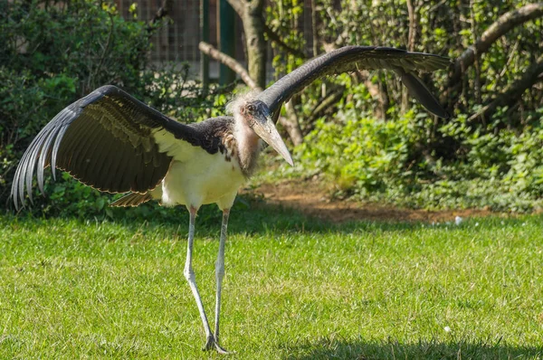 Afrikai Marabou Segéd Prágai Állatkertben — Stock Fotó