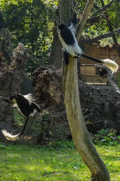colobus Prag hayvanat bahçesinde