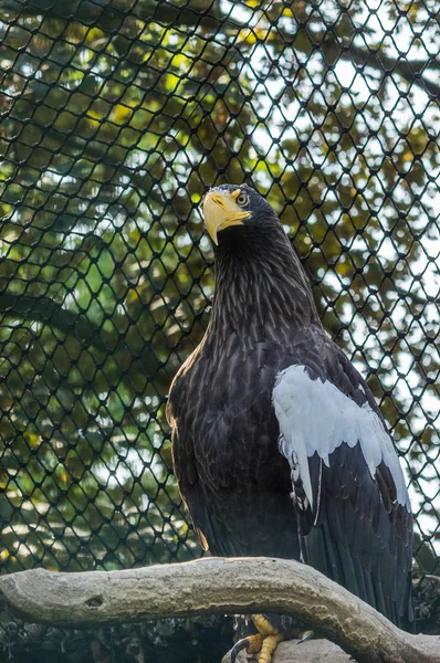 Αετός Στο Ζωολογικό Κήπο Πράγα — Φωτογραφία Αρχείου