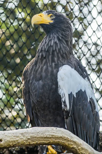 Αετός Στο Ζωολογικό Κήπο Πράγα — Φωτογραφία Αρχείου