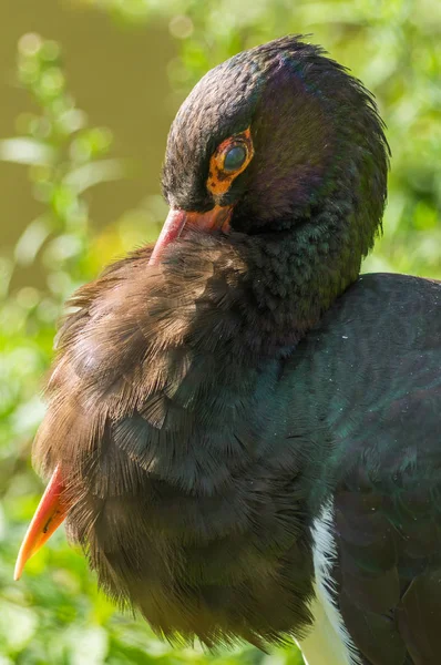 Prag Hayvanat Bahçesi'nde siyah leylek