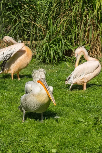 Prag Hayvanat Bahçesinde Sapıkça Pelikan — Stok fotoğraf