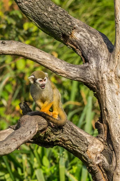 Sincap maymun ağaç üzerinde