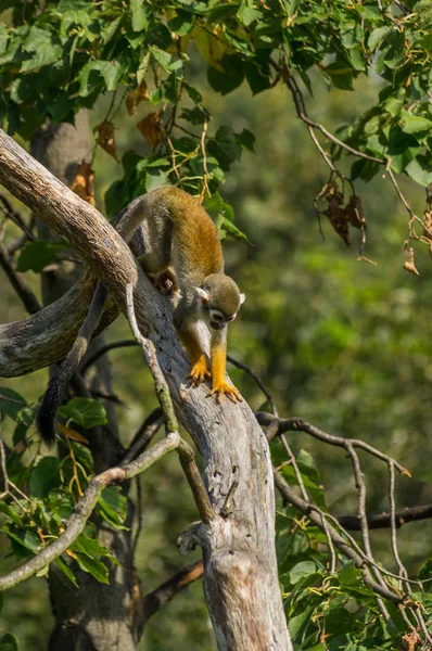 Sincap maymun ağaç üzerinde
