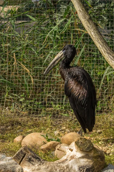 Prag Hayvanat Bahçesi'nde siyah leylek