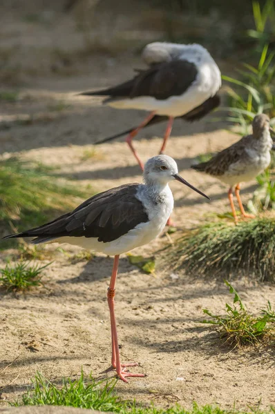 Tepedeki Prag hayvanat bahçesinde