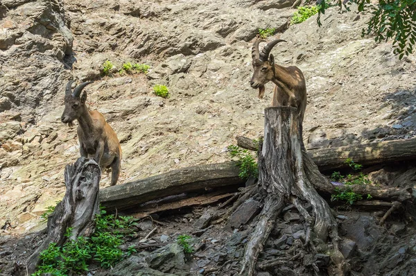 Prag hayvanat bahçesindeki dağ keçisi