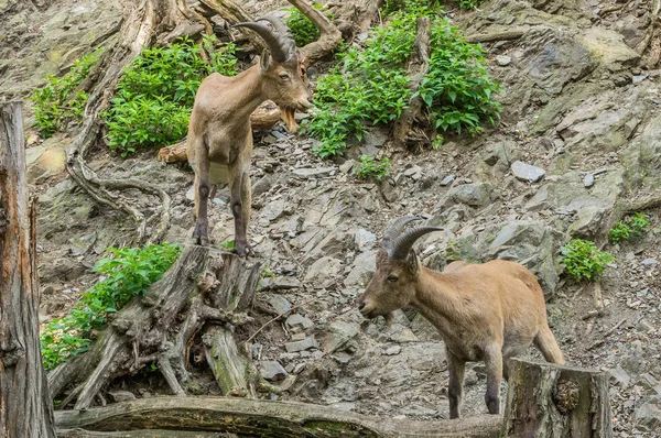 Prag hayvanat bahçesindeki dağ keçisi