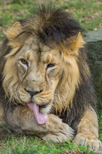 Prag hayvanat bahçesindeki hayvanların kralı