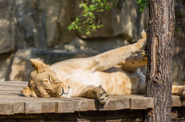 Prag hayvanat bahçesinde dişi aslan