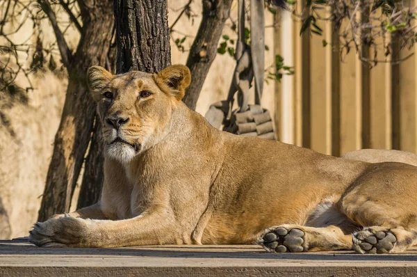 Prag hayvanat bahçesinde dişi aslan
