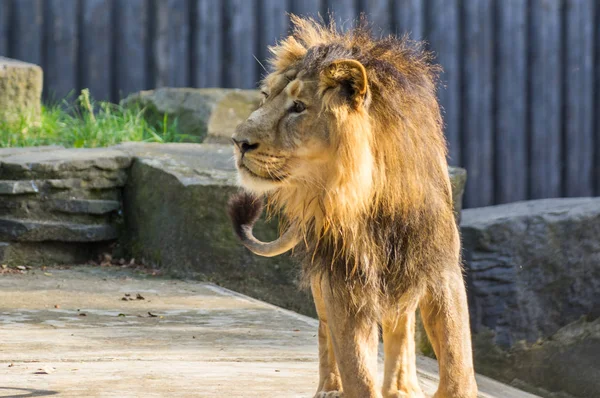 Rei Dos Animais Jardim Zoológico Praga — Fotografia de Stock