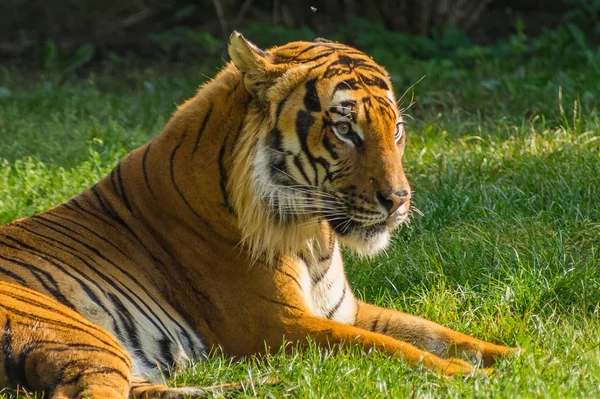 Prag hayvanat bahçesinde kaplan