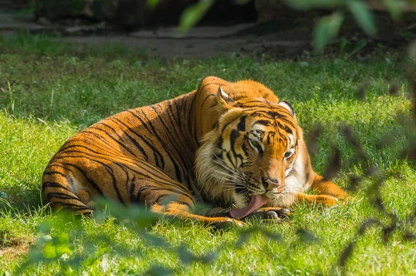 Prag hayvanat bahçesinde kaplan