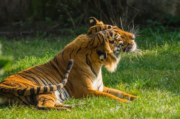 Prag hayvanat bahçesinde kaplan