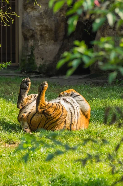 Tigre Jardim Zoológico Praga — Fotografia de Stock