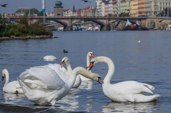 kuğular Prag'da Vltava üzerinde