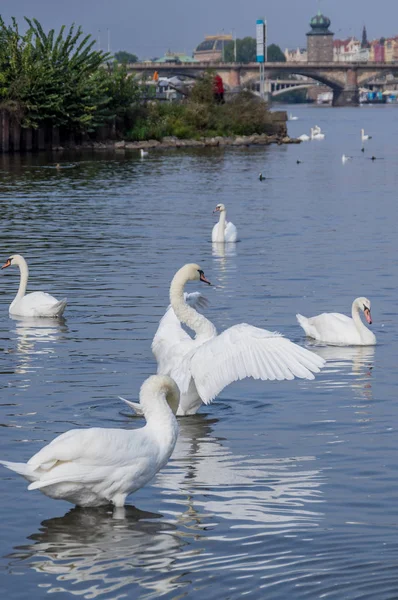 kuğular Prag'da Vltava üzerinde
