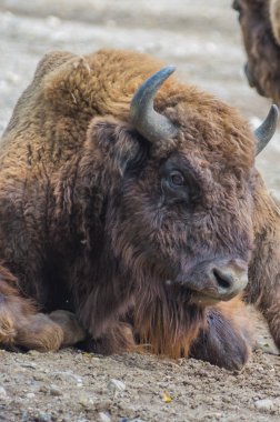 Prag Hayvanat Bahçesi'nde Avrupa yaban öküzü