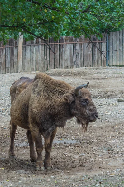 Auroques Europeus Jardim Zoológico Praga — Fotografia de Stock